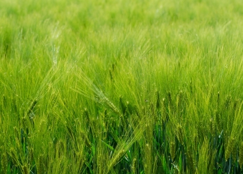 Rekomendowana lista odmian jęczmienia ozimego w 2021 r.