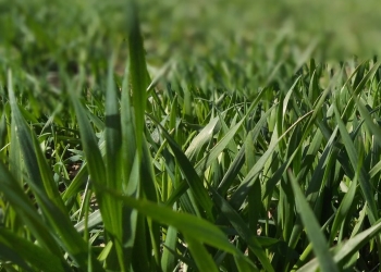 Nawożenie donasienne – dobry strat