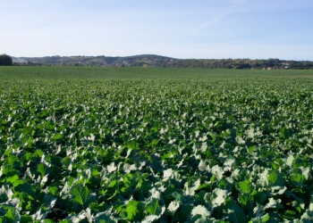 Oszczędne przedsiewne nawożenie rzepaku azotem