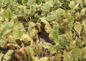 Przędziorki w burakach – komunikat IOR