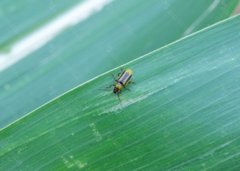 Stonka kukurydziana – komunikat IOR 10.08.2021 r.