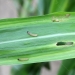 Omacnica prosowiana – komunikat IOR 10.08.2021 r.