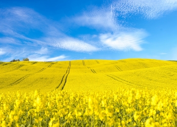 Odmiany populacyjne czy mieszańcowe – jakie wybrać?