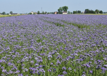 Wniosek o przedłużenie terminu wysiewu międzyplonów do 4.09.2021 r.