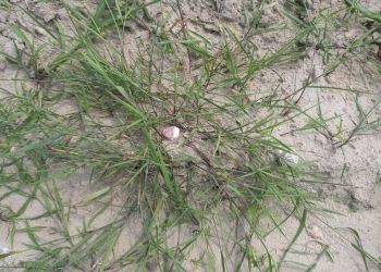 Zwalczanie perzu w zespole uprawek pożniwnych