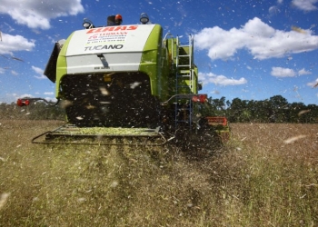 Podsumowanie sezonu 2020-21 w uprawie rzepaku