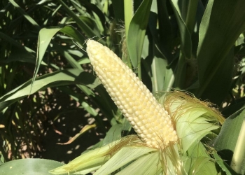 Jak ograniczać skutki niekorzystnej aury w uprawie kukurydzy?