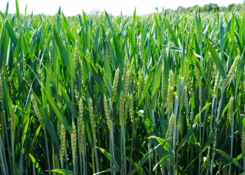 Termin siewu pszenicy ozimej