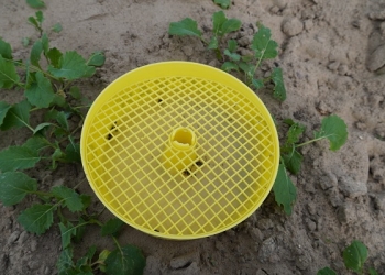 Komunikat IOR 28.09 – monitorujcie plantacje rzepaku