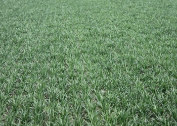 Dolistne odżywianie zbóż