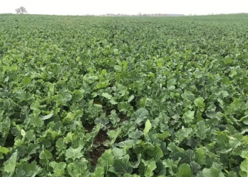 Dokarmianie rzepaku borem