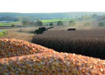 Początek żniw kukurydzianych