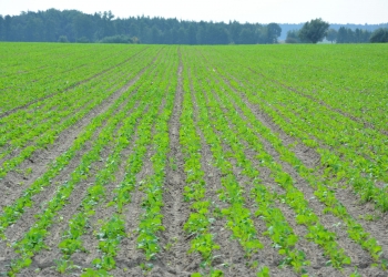 Akademia Rzepaku – Rzepak po wschodach