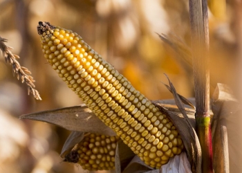 Optymalny termin zbioru kukurydzy