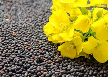 Rzepak po 2970 zł netto za tonę