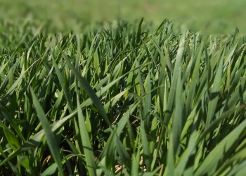 Jesienna walka z chwastami w zbożach ozimych