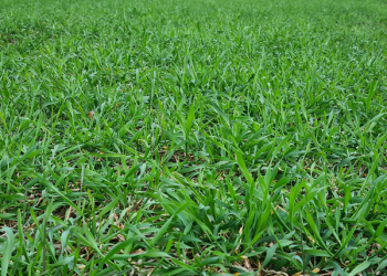 Mączniak prawdziwy na pszenicy – komunikat IOR – PIB