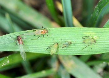 Mszyce w jęczmieniu! Karate Zeon 050 CS do końca listopada!