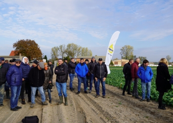 Ocena stanu plantacji rzepaku