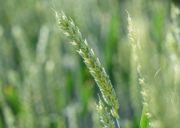 Czy warto uprawiać pszenice jare?