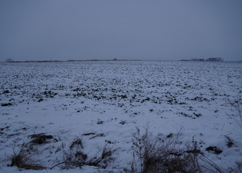 Pokrywa śnieżna jest najlepszą ochroną ozimin