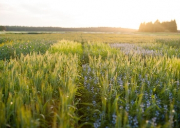 Uprawa mieszanek zbożowych  