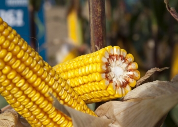 Podsumowanie sezonu uprawy kukurydzy w 2021 roku