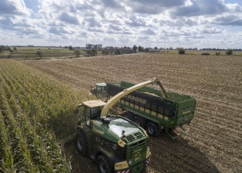 Kukurydza kiszonkowa – zaplanuj termin zbioru przed siewem