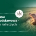 Uzupełniająca Płatność Podstawowa zwiększy dochody rolników w 2022 roku