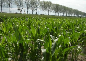 Zwalczanie chwastów w kukurydzy