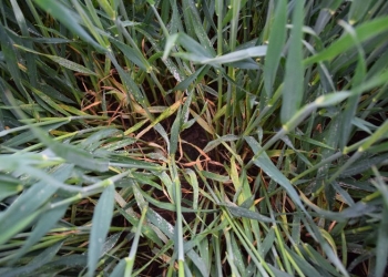 Choroby podstawy źdźbła