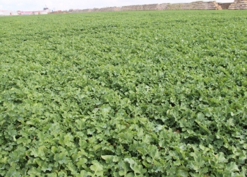 Mefentriflukonazol – nowa substancja czynna do ochrony rzepaku i słonecznika