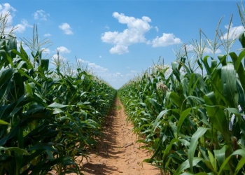 Plonowanie kukurydzy w zmiennych warunkach