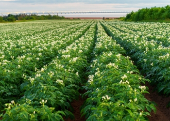 Nowe odmiany ziemniaka w krajowym rejestrze