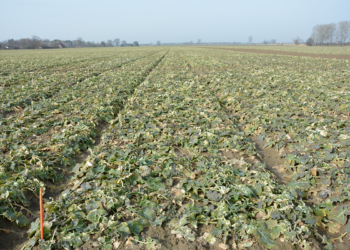 Wiosenne nawożenie rzepaku – Akademia Rzepaku