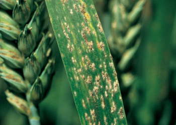 Skuteczna wiosenna walka z mączniakiem