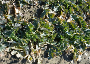 Akademia Rzepaku – Rzepak po zimie