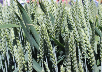 Nowe odmiany zbóż ozimych w krajowym rejestrze