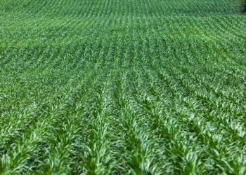 Skuteczna walka z chwastami w kukurydzy