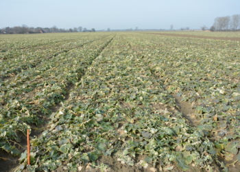 Azot – ważny składnik w żywieniu rzepaku