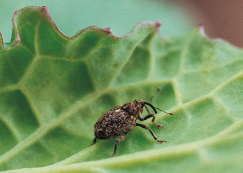 Chowacze w uprawach rzepaku! Komunikat IOR