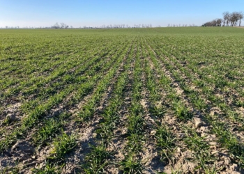 Zabieg T1 w zbożach