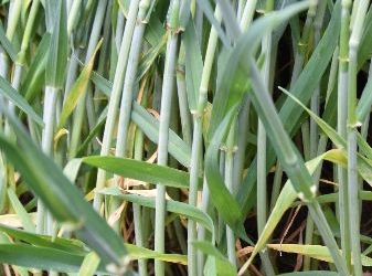 Łamliwość źdźbła zbóż i traw