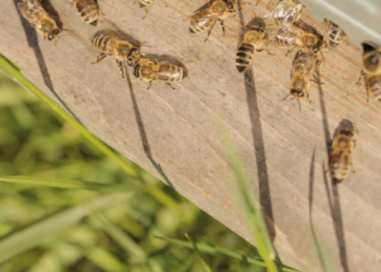 Pamiętajmy o owadach zapylających