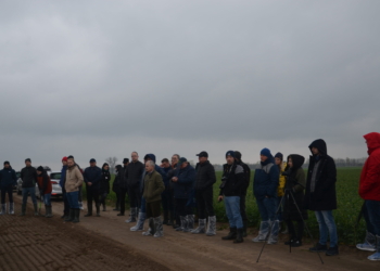 Ocena kondycji rzepaku w Stacji Doświadczalno-Hodowlanej w Spytkówkach
