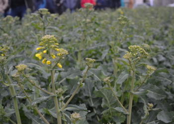 Ocena stanu plantacji rzepaku przed kwitnieniem