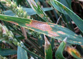 Ochrona liścia flagowego