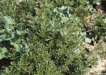 Chwasty w rzepaku i ich zwalczanie