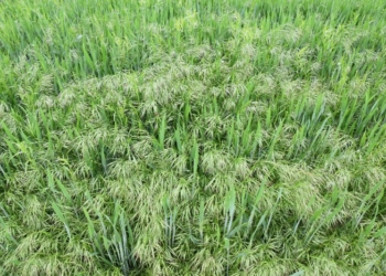 Zwalczanie chwastów w zbożach