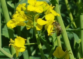 Światowy Dzień Pszczół